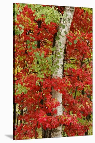 Red maple leaves in autumn and white birch tree trunk, Michigan.-Adam Jones-Stretched Canvas