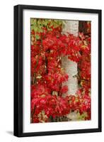 Red Maple Leaves in Autumn and White Birch Tree Trunk, Upper Peninsula of Michigan-Adam Jones-Framed Photographic Print