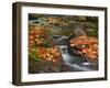 Red Maple Leaves, Little Carp River, Porcupine Mountains State Park, Michigan, USA-Chuck Haney-Framed Photographic Print