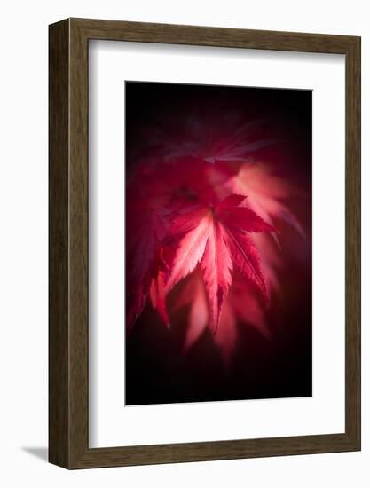Red Maple Leaves-Philippe Sainte-Laudy-Framed Photographic Print