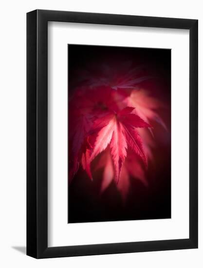 Red Maple Leaves-Philippe Sainte-Laudy-Framed Photographic Print