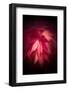 Red Maple Leaves-Philippe Sainte-Laudy-Framed Photographic Print