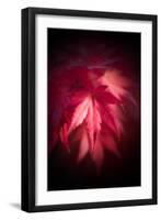 Red Maple Leaves-Philippe Sainte-Laudy-Framed Photographic Print