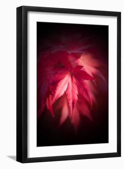 Red Maple Leaves-Philippe Sainte-Laudy-Framed Photographic Print