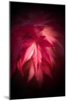 Red Maple Leaves-Philippe Sainte-Laudy-Mounted Photographic Print