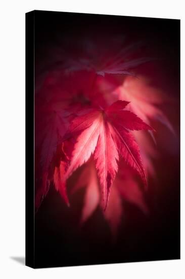 Red Maple Leaves-Philippe Sainte-Laudy-Stretched Canvas