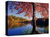 Red Maple on Lookout Lake-James Randklev-Stretched Canvas