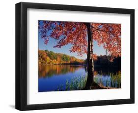 Red Maple on Lookout Lake-James Randklev-Framed Photographic Print