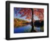 Red Maple on Lookout Lake-James Randklev-Framed Photographic Print