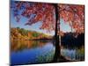 Red Maple on Lookout Lake-James Randklev-Mounted Photographic Print