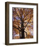 Red Maple Tree, Kentucky, USA-Adam Jones-Framed Photographic Print