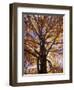 Red Maple Tree, Kentucky, USA-Adam Jones-Framed Photographic Print