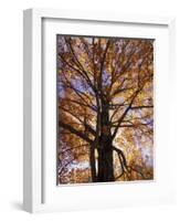 Red Maple Tree, Kentucky, USA-Adam Jones-Framed Photographic Print