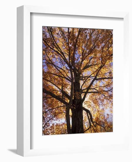 Red Maple Tree, Kentucky, USA-Adam Jones-Framed Photographic Print