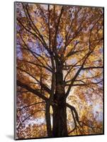 Red Maple Tree, Kentucky, USA-Adam Jones-Mounted Photographic Print