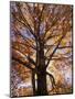Red Maple Tree, Kentucky, USA-Adam Jones-Mounted Photographic Print