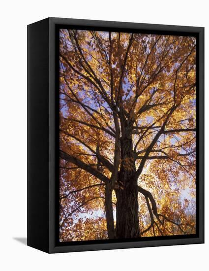 Red Maple Tree, Kentucky, USA-Adam Jones-Framed Stretched Canvas