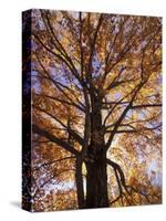 Red Maple Tree, Kentucky, USA-Adam Jones-Stretched Canvas