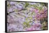 Red maple with whirlybird seeds, Kentucky-Adam Jones-Framed Stretched Canvas