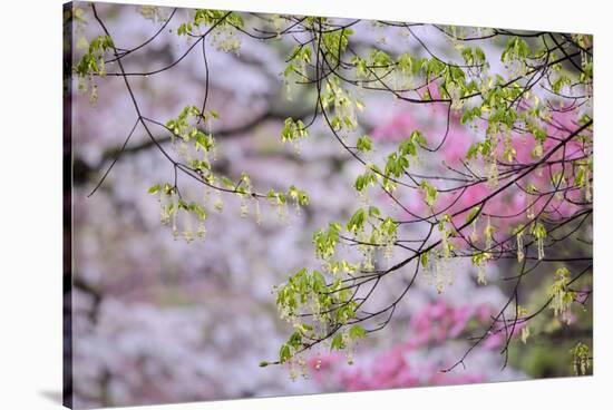 Red maple with whirlybird seeds, Kentucky-Adam Jones-Stretched Canvas