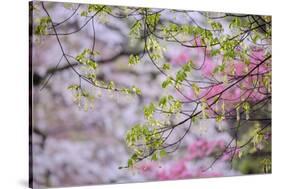 Red maple with whirlybird seeds, Kentucky-Adam Jones-Stretched Canvas