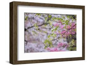 Red maple with whirlybird seeds, Kentucky-Adam Jones-Framed Photographic Print