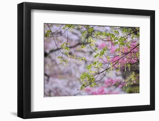 Red maple with whirlybird seeds, Kentucky-Adam Jones-Framed Photographic Print