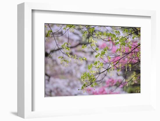 Red maple with whirlybird seeds, Kentucky-Adam Jones-Framed Photographic Print