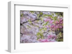 Red maple with whirlybird seeds, Kentucky-Adam Jones-Framed Photographic Print