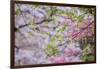 Red maple with whirlybird seeds, Kentucky-Adam Jones-Framed Photographic Print