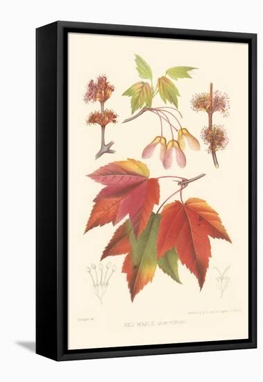 Red Maple-Sprague-Framed Stretched Canvas