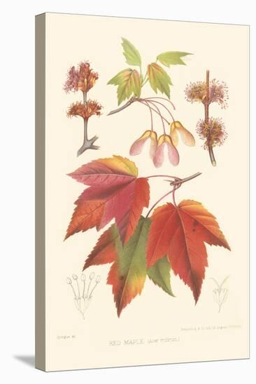 Red Maple-Sprague-Stretched Canvas