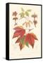 Red Maple-Sprague-Framed Stretched Canvas