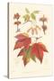 Red Maple-Sprague-Stretched Canvas