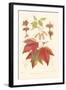 Red Maple-Sprague-Framed Art Print