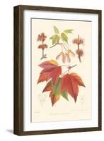 Red Maple-Sprague-Framed Art Print