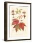 Red Maple-Sprague-Framed Art Print
