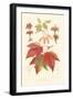 Red Maple-Sprague-Framed Art Print