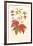 Red Maple-Sprague-Framed Art Print