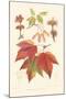 Red Maple-Sprague-Mounted Art Print