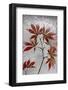 Red Maple-Secundino Losada-Framed Photographic Print