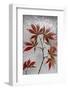 Red Maple-Secundino Losada-Framed Photographic Print