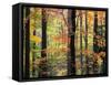 Red Maples in Berkshire Forest-James Randklev-Framed Stretched Canvas