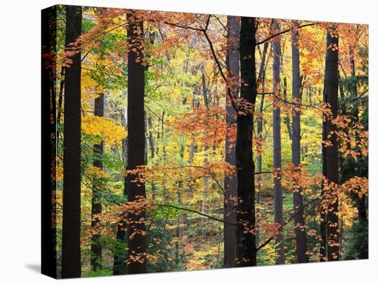 Red Maples in Berkshire Forest-James Randklev-Stretched Canvas
