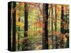 Red Maples in Berkshire Forest-James Randklev-Stretched Canvas