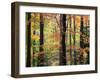 Red Maples in Berkshire Forest-James Randklev-Framed Photographic Print