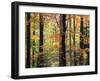 Red Maples in Berkshire Forest-James Randklev-Framed Photographic Print