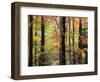 Red Maples in Berkshire Forest-James Randklev-Framed Photographic Print