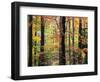 Red Maples in Berkshire Forest-James Randklev-Framed Photographic Print