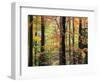 Red Maples in Berkshire Forest-James Randklev-Framed Photographic Print